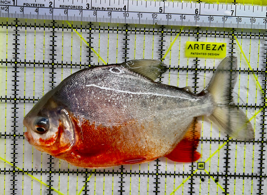 Red Belly Pacu RBP072304 WYSIWYG Size: ML 6.75" approx