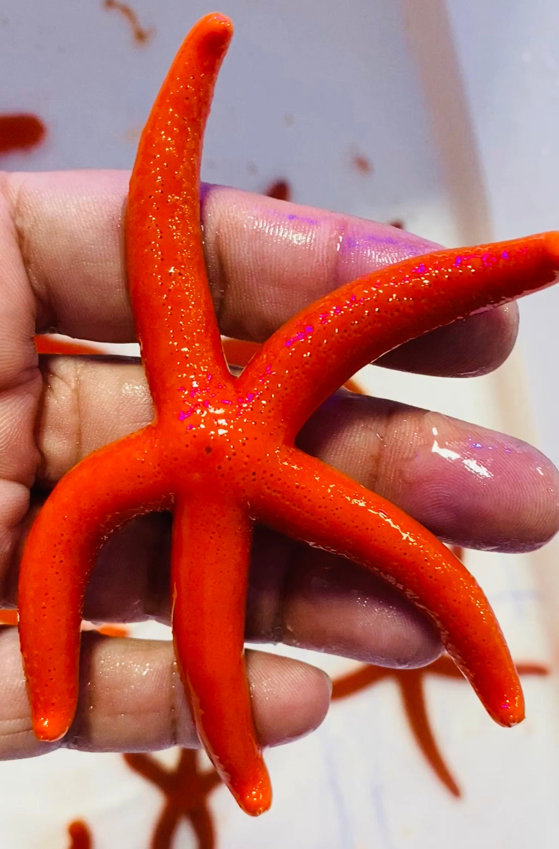 Red Orange Linckia Starfish A grade (Maldives) Size: Medium 2.5" to 4"