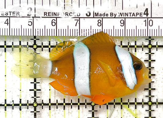 Clarkii Clownfish CC100301 WYSIWYG Size: ML 2.5" approx