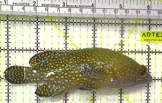 White Spotted Grouper WSG091901 WYSIWYG Size: XL 5" approx