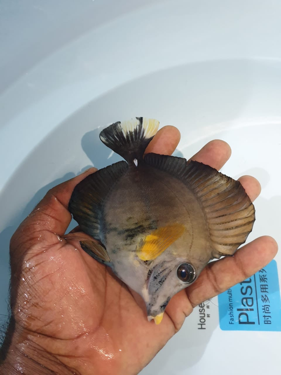 Calico Tricolor Scopas Tang Size: ML 4" to 5"