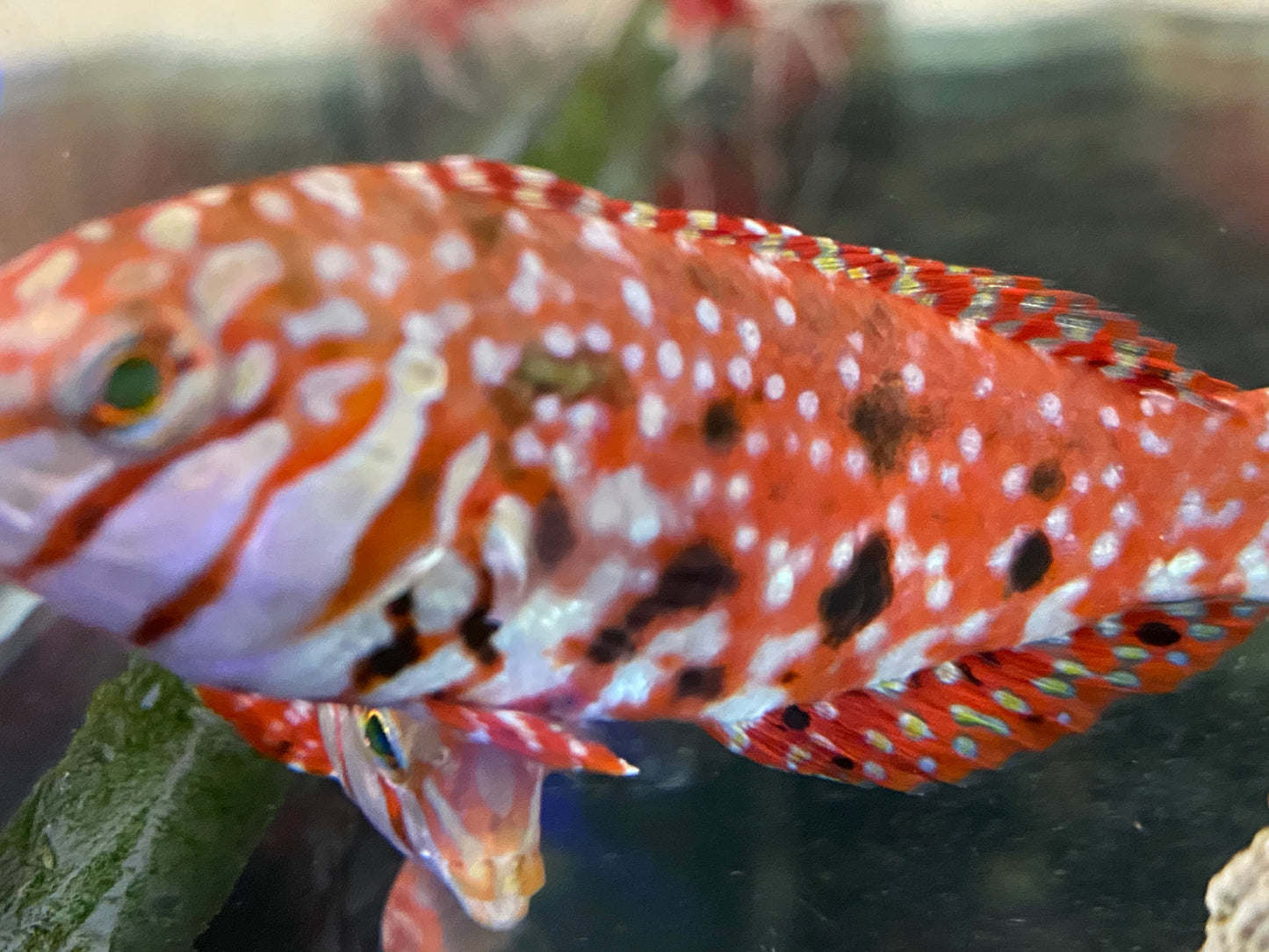 Male Mauritius Jewel Leopard Wrasse (Rare) Size: Tiny 1" or Below