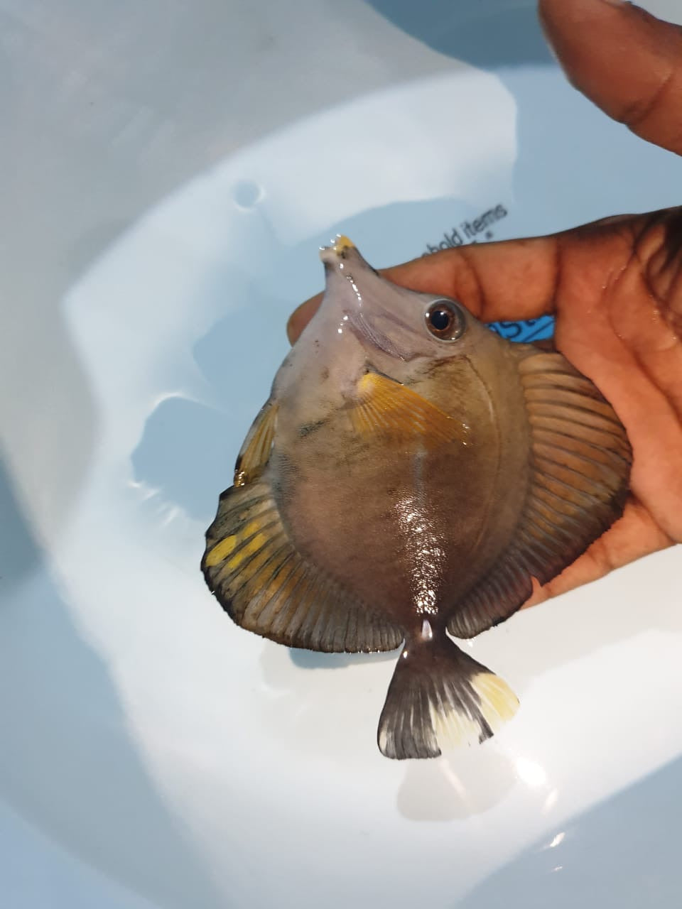 Calico Tricolor Scopas Tang Size: ML 4" to 5"