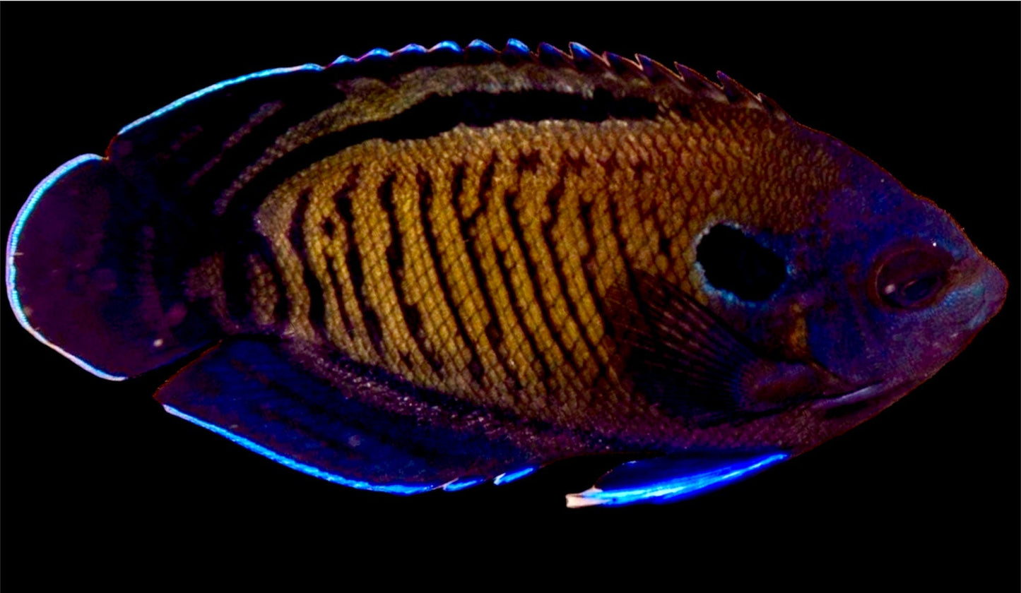 Blue Fin Angelfish Size: XXL/SHOW 4" and Above (Maldives)