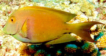 Striated Bristletooth Tang Size: L 4" to  5"