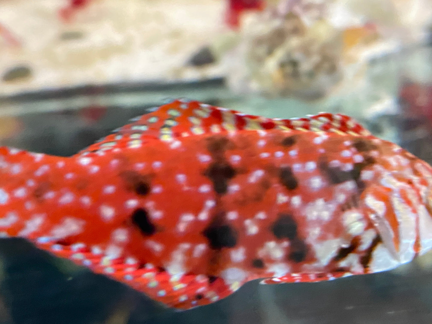 Male Mauritius Jewel Leopard Wrasse (Rare) Size: Tiny 1" or Below