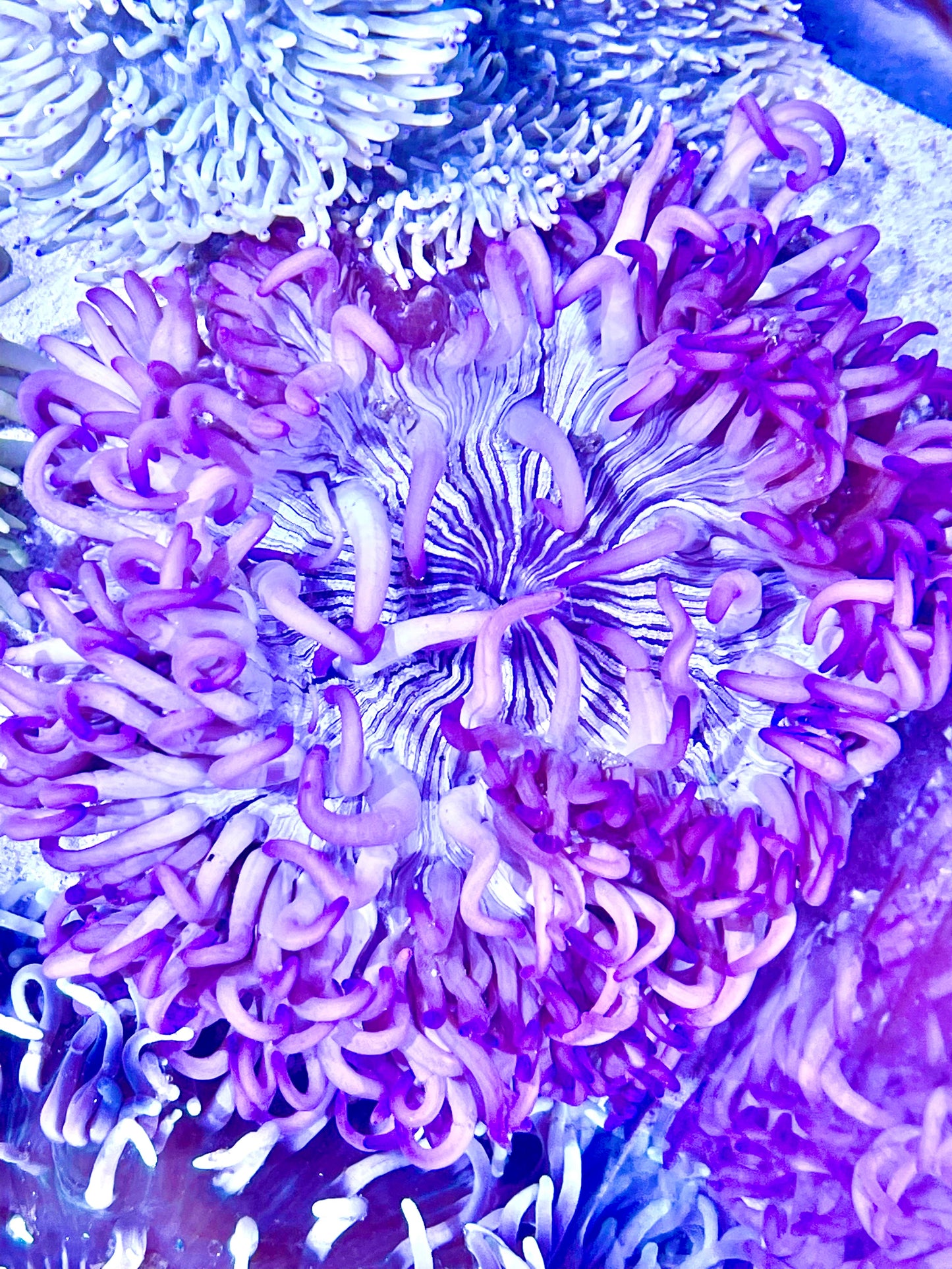 Long Tentacle Anemone Size M: 3" to 5 "