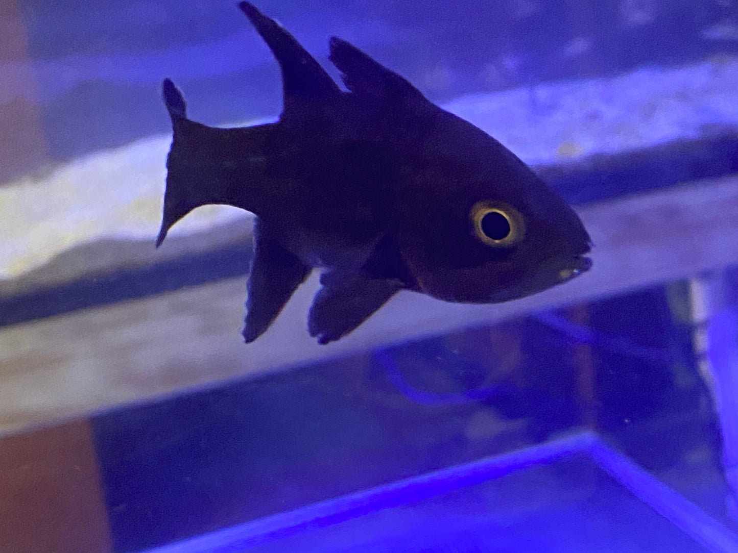 Jet Black Cardinal Fish Size: S 2" to 3"