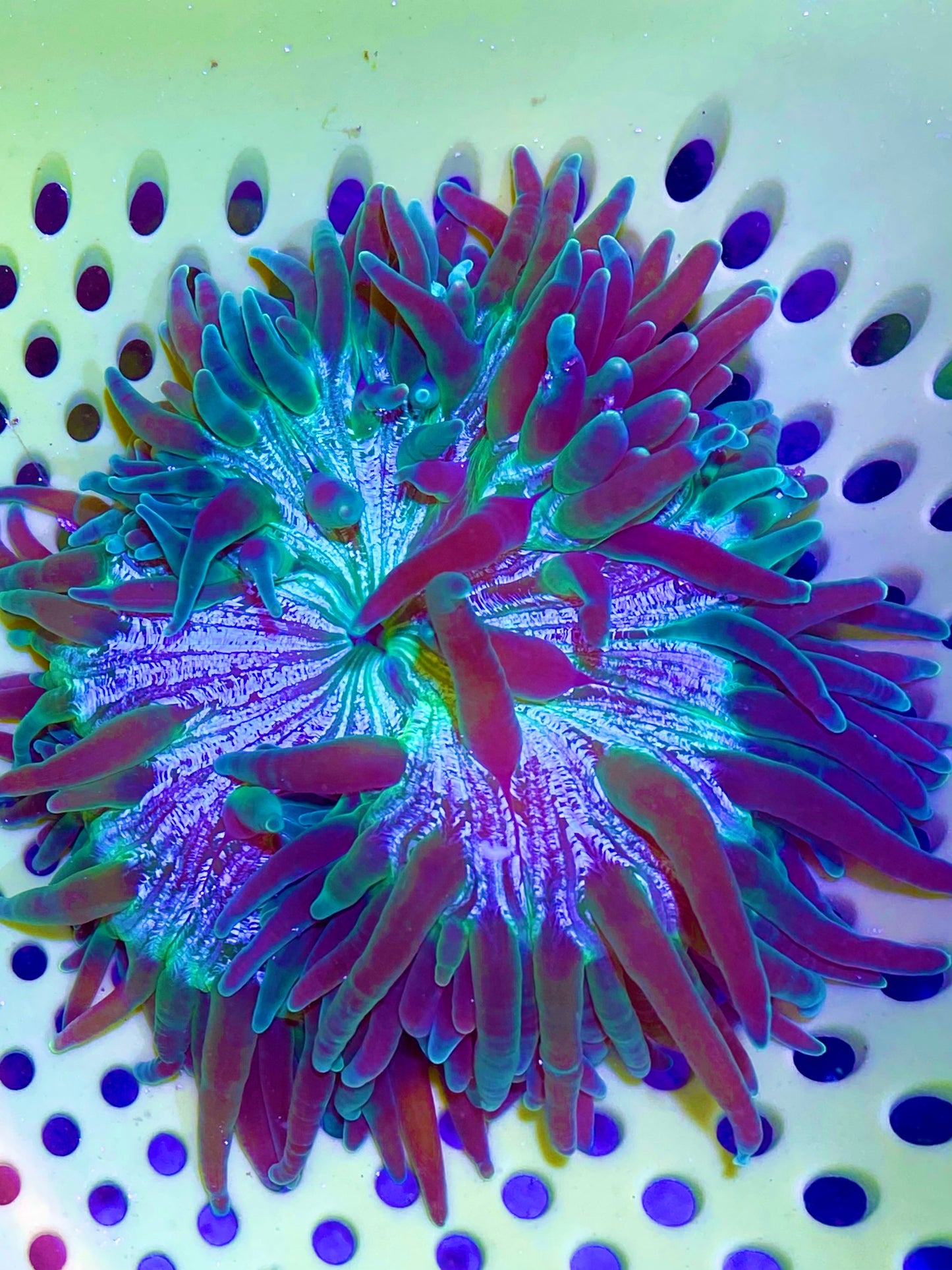 Long Tentacle Anemone Size ML: 5" to 7 "