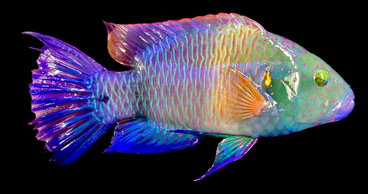 Broomtail Wrasse Size: XXXL / SHOW SIZE 10" to 12"