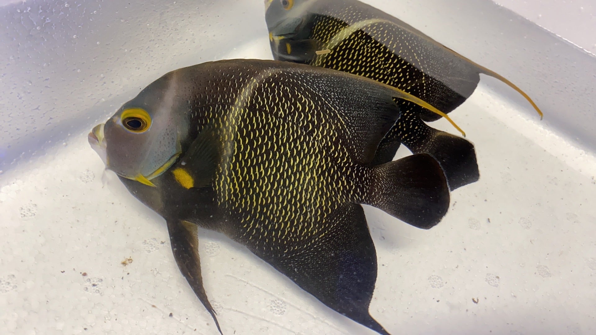 French Angelfish - Violet Aquarium