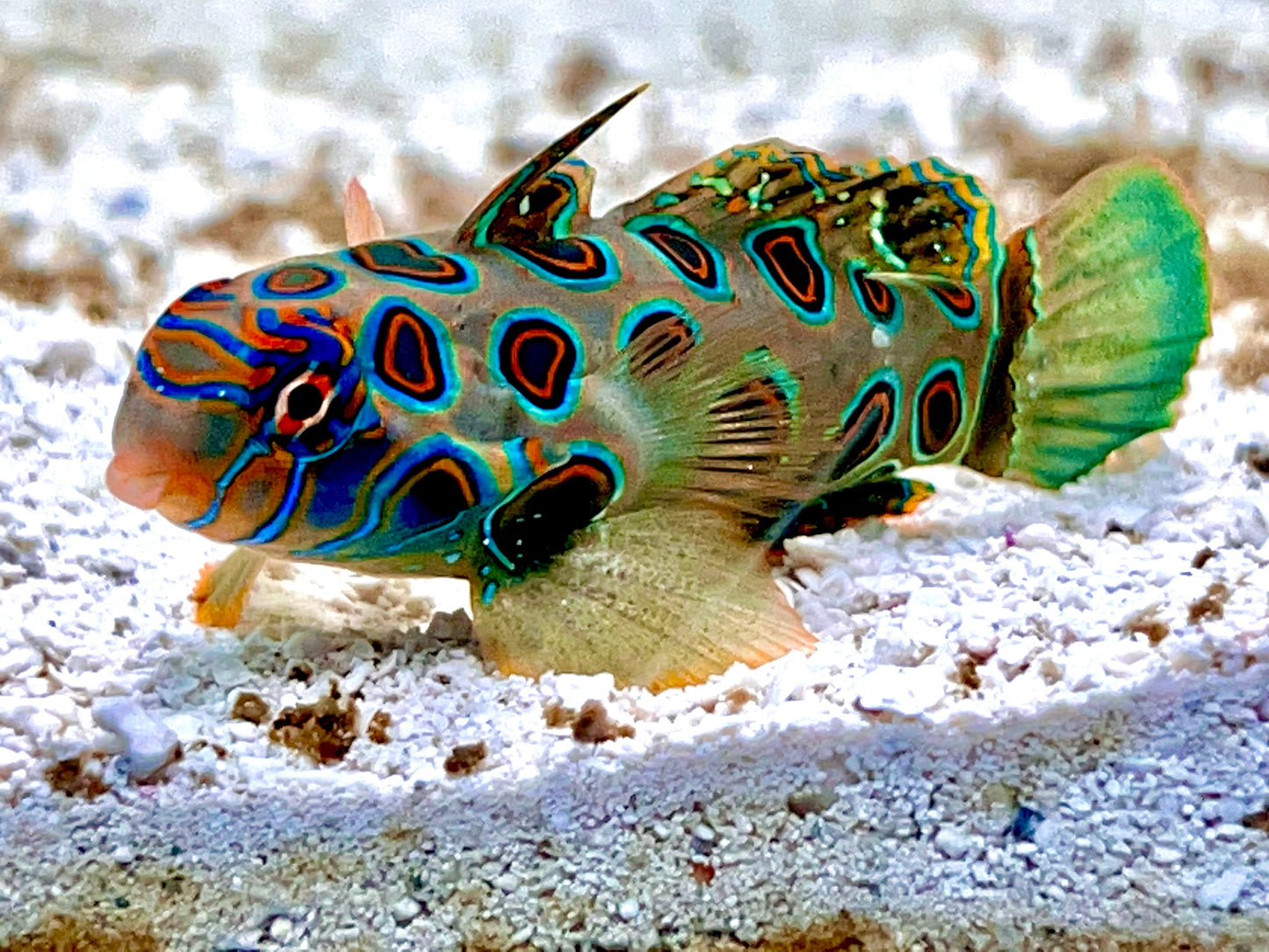 Spotted Mandarin Dragonet Size : XXL Show 4" and Above