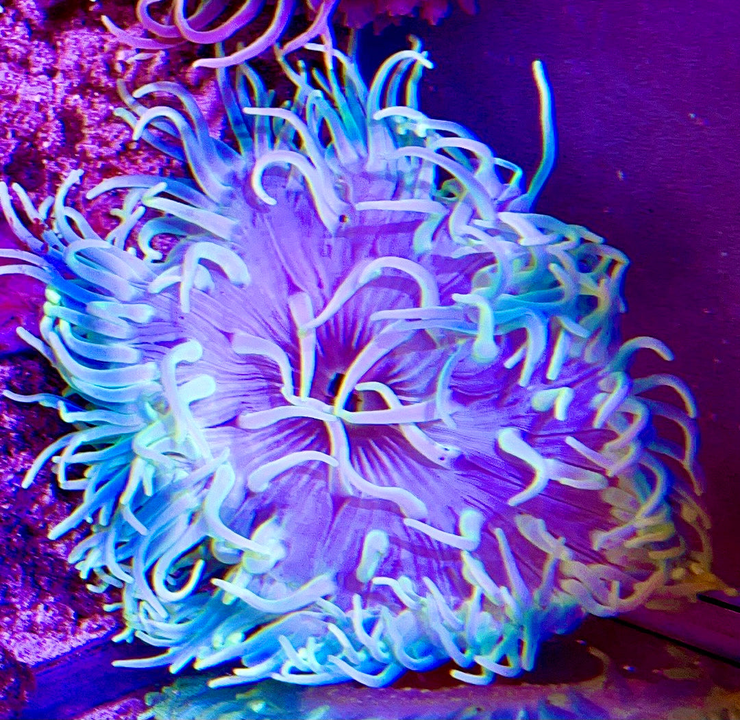 Long Tentacle Anemone Size M: 3" to 5 "