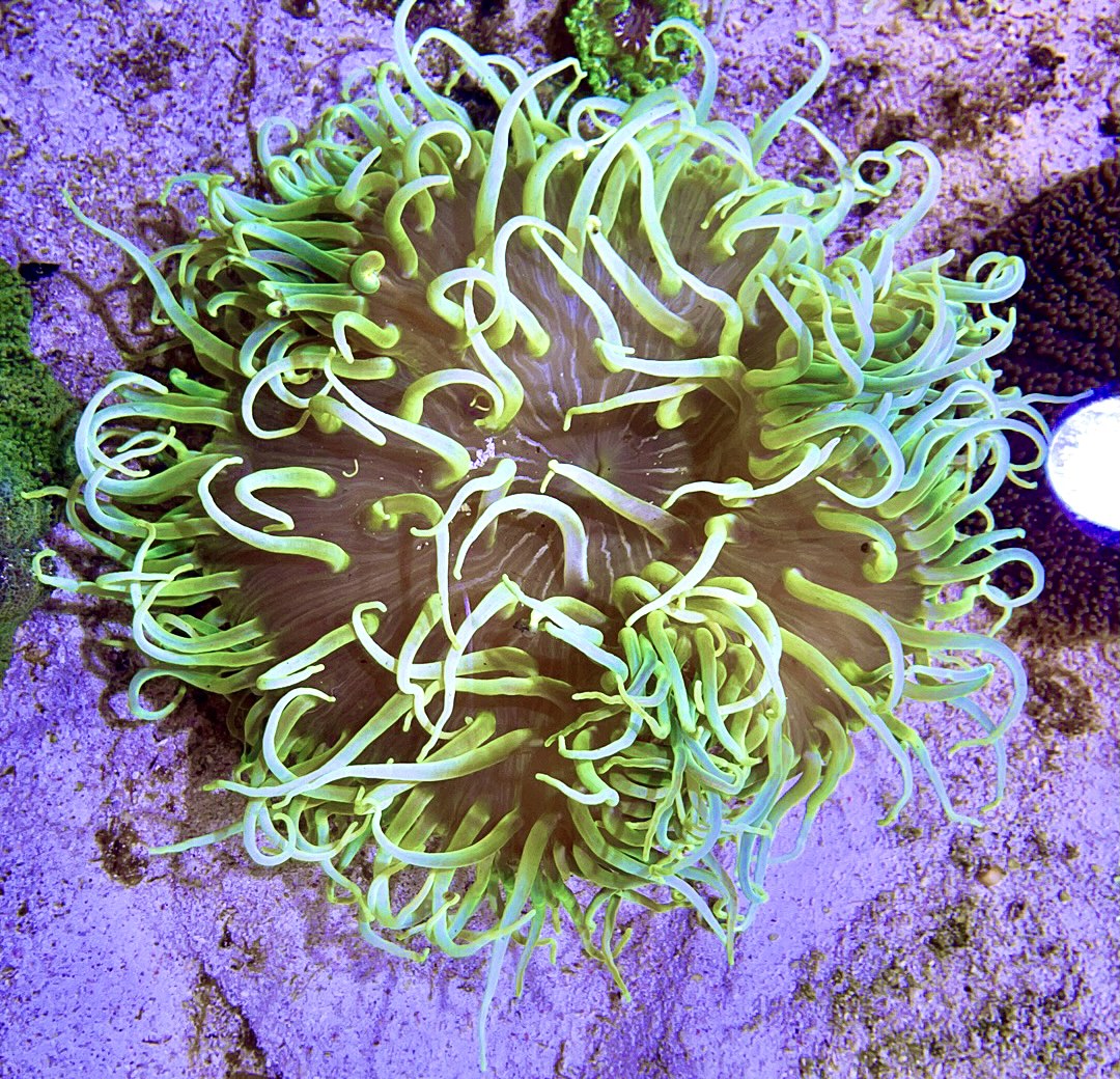 Long Tentacle Anemone Size L: 7" to 9"