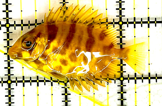 Golden Rabbitfish Size : S 2" to 3"