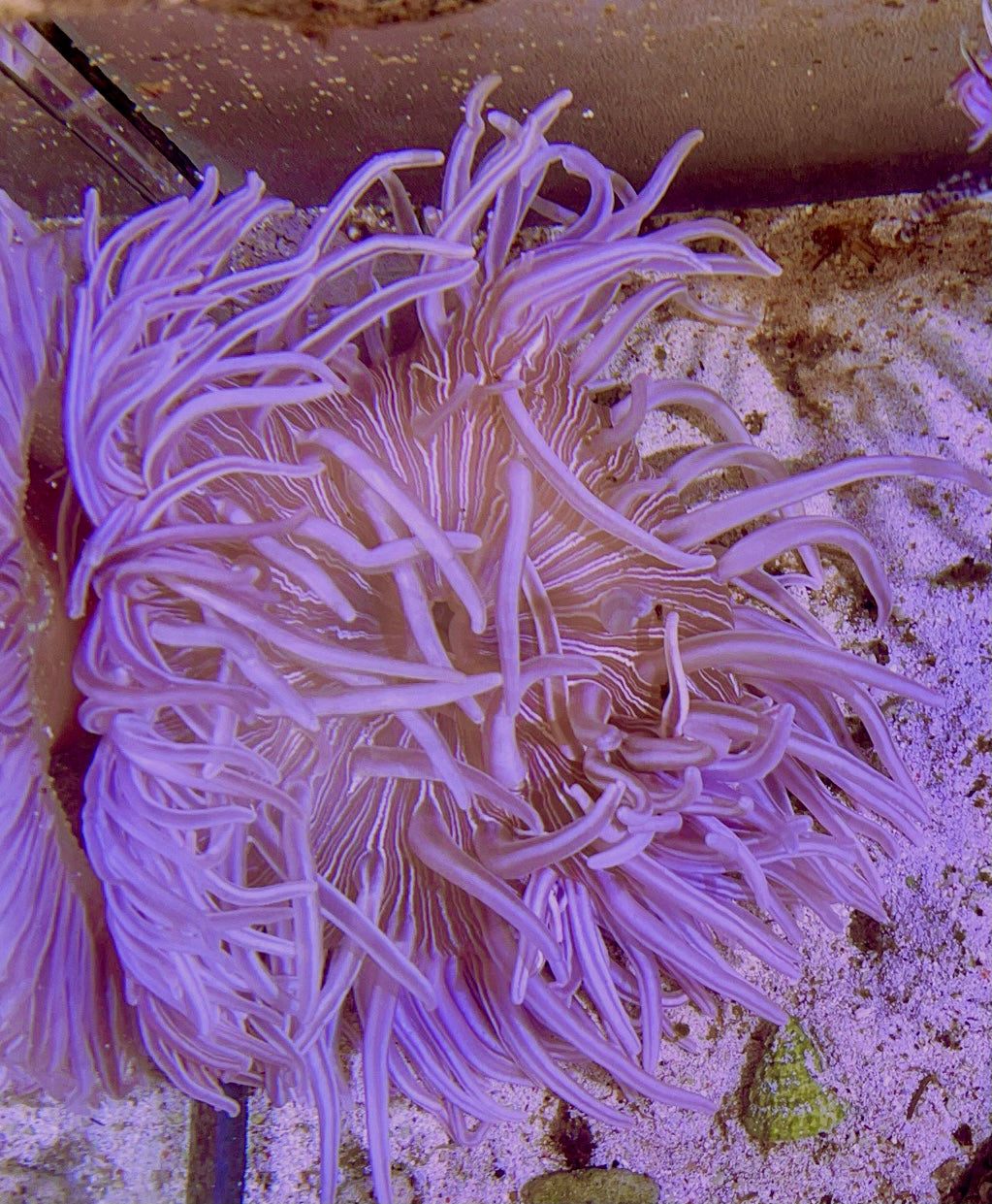 Long Tentacle Anemone Size M: 3" to 5 "