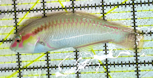 Zigzag Wrasse Size: ML 3" to 4"