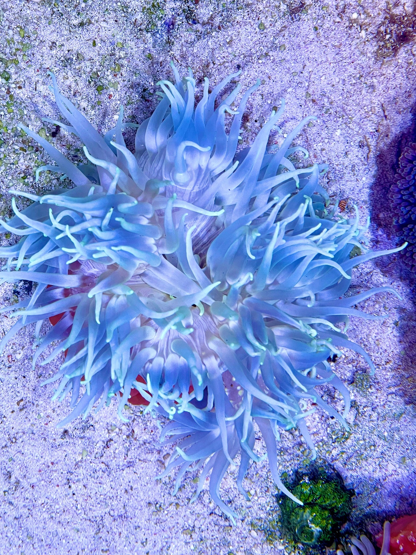 Long Tentacle Anemone Size L: 7" to 9"