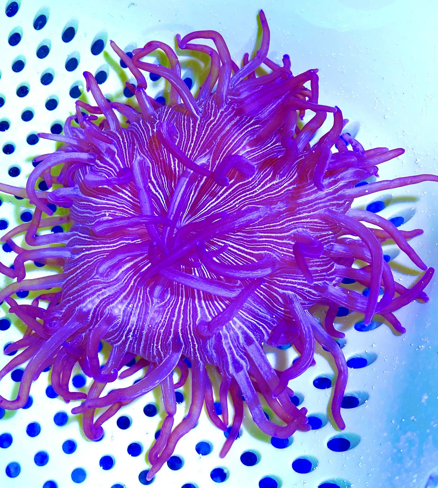 Long Tentacle Anemone Size : XXL/Show 11' and Above