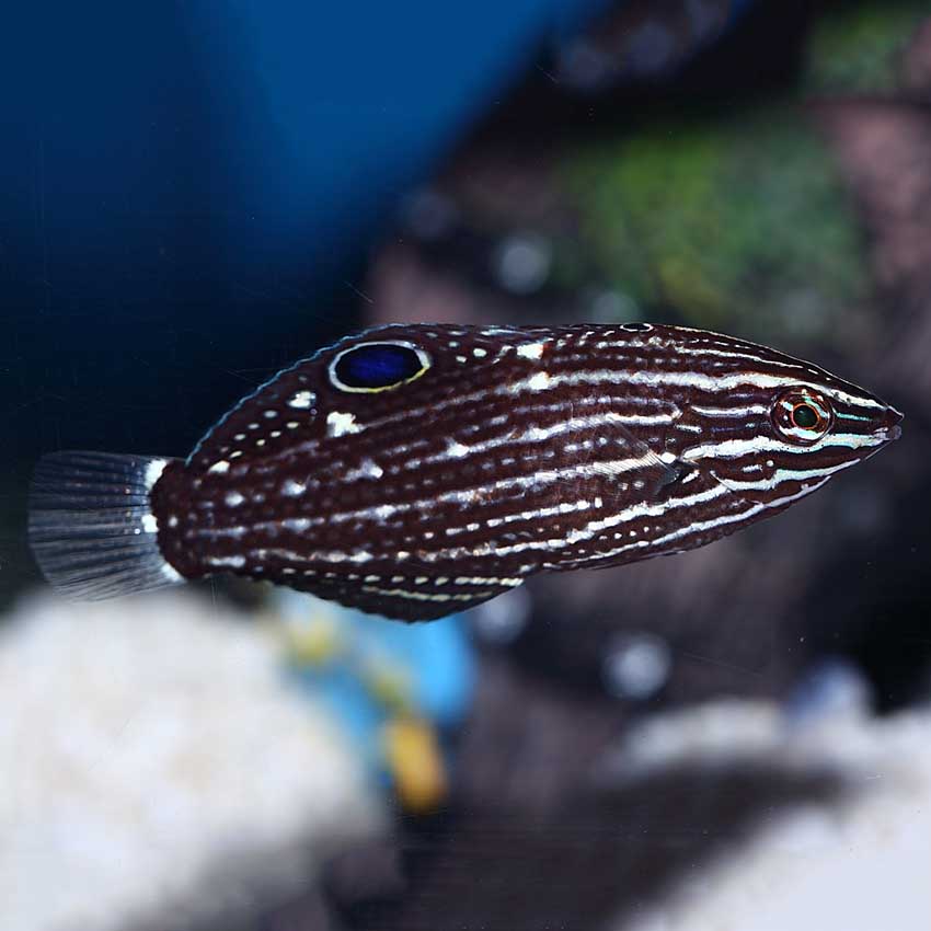 Dusky Wrasse - Violet Aquarium