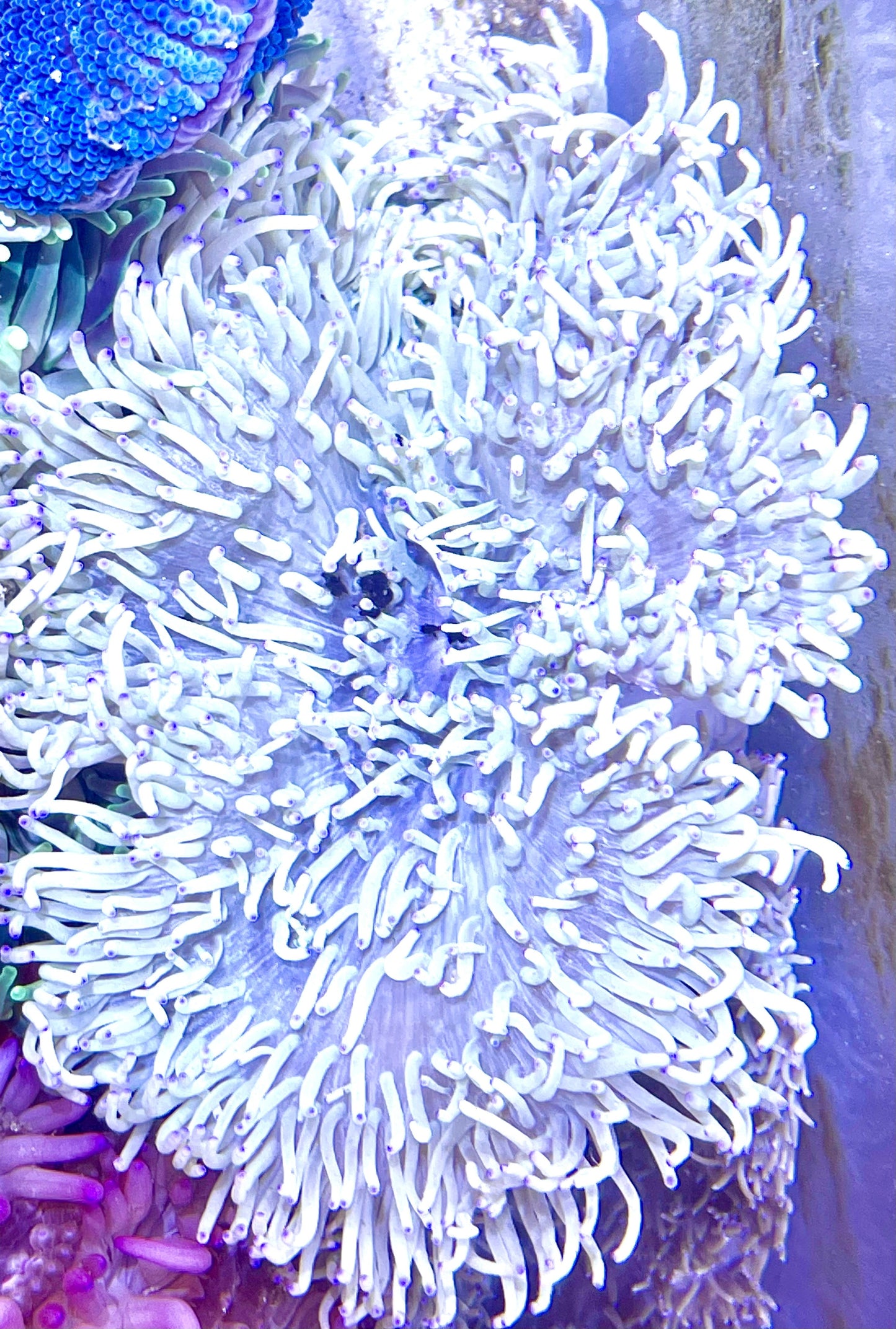 Long Tentacle Anemone Size L: 7" to 9"