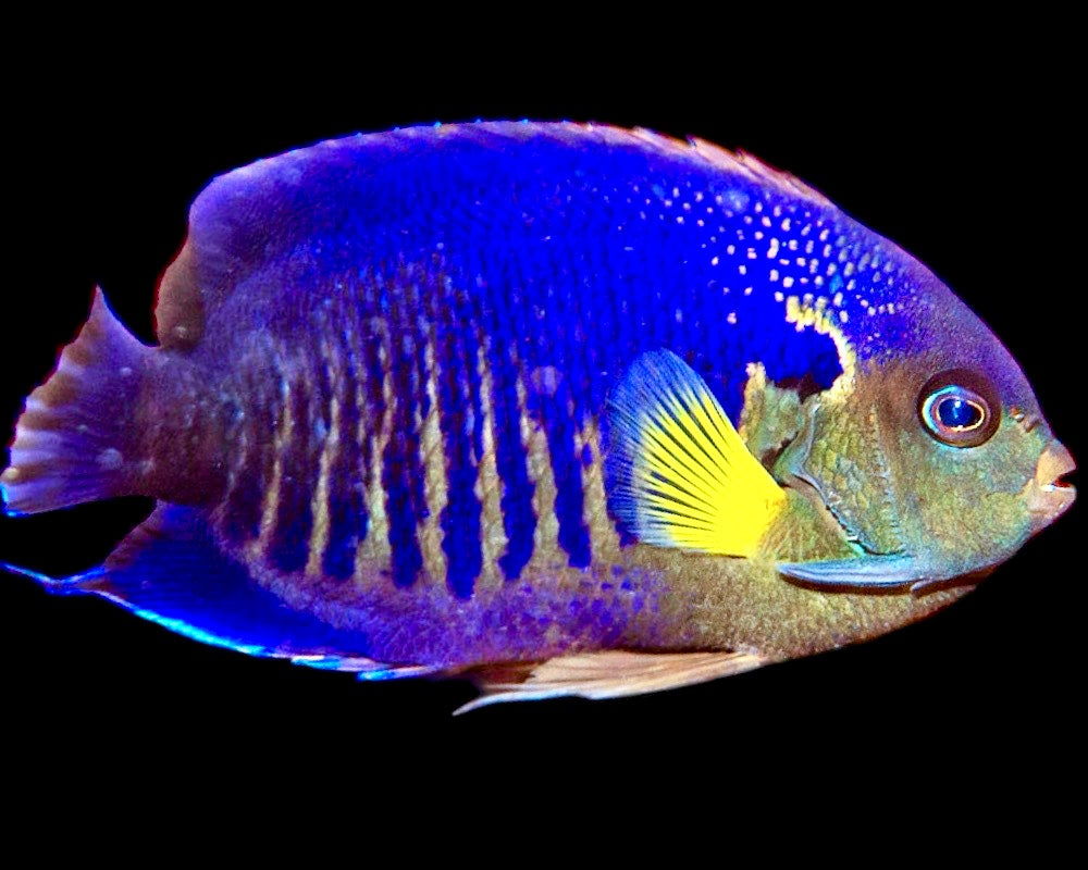 Yellowfin Angelfish Size: ML 2.5" to 3"