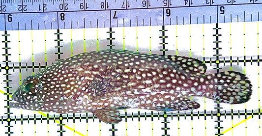 White Spotted Grouper WSG062101 WYSIWYG Size: L 4.5" approx