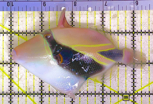 Rectangle Triggerfish RT082902 WYSIWYG Size: L 4.5" approx