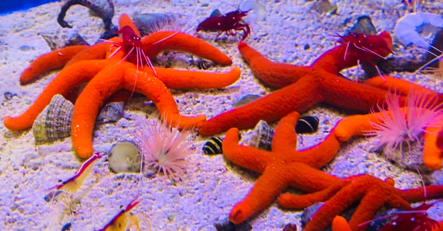 Red Orange Linckia Starfish A grade (Maldives) Size: Medium 2.5" to 4"