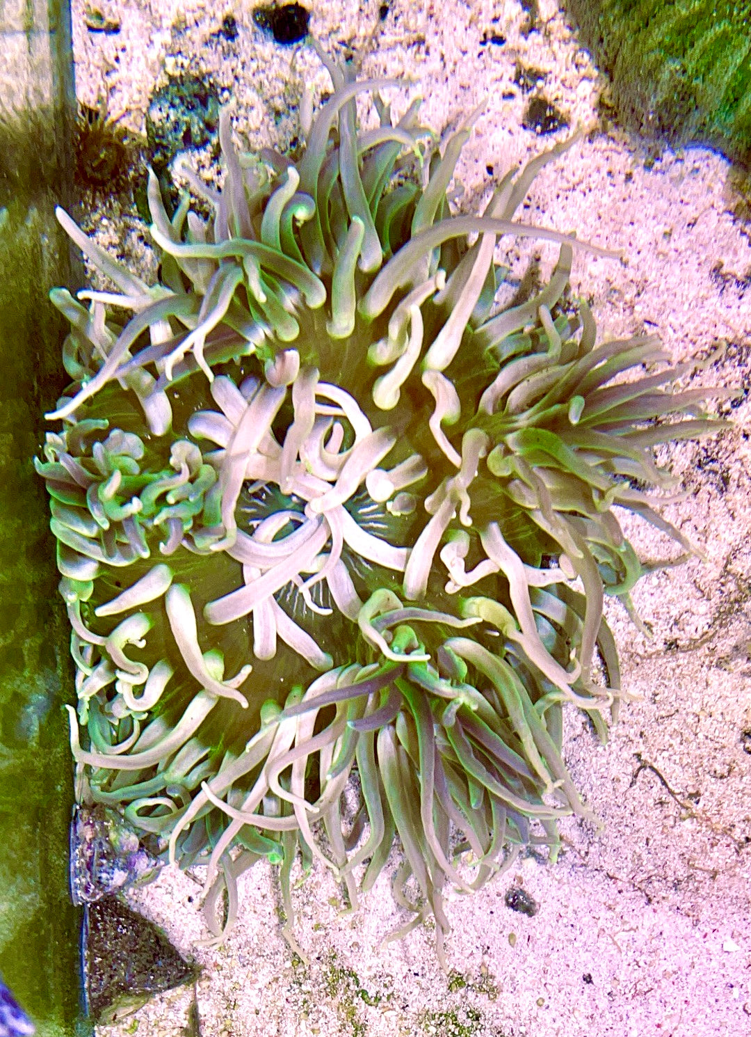 Long Tentacle Anemone Size M: 3" to 5 "