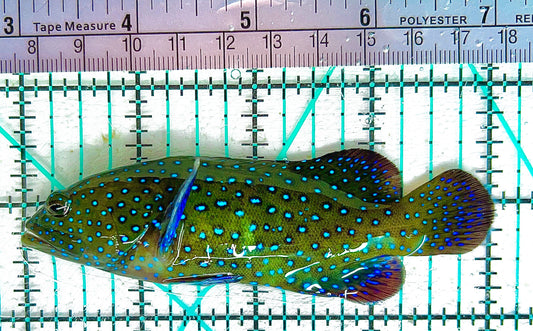 Argus Grouper AG071002 WYSIWYG Size: ML 4" approx