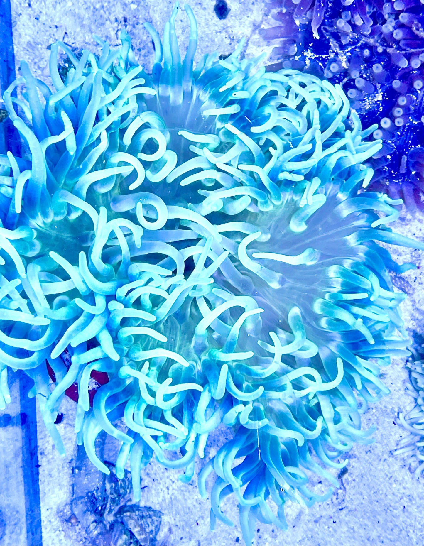 Long Tentacle Anemone Size : XXL/Show 11' and Above