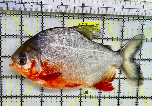 Red Belly Pacu RBP072305 WYSIWYG Size: ML 7.5" approx