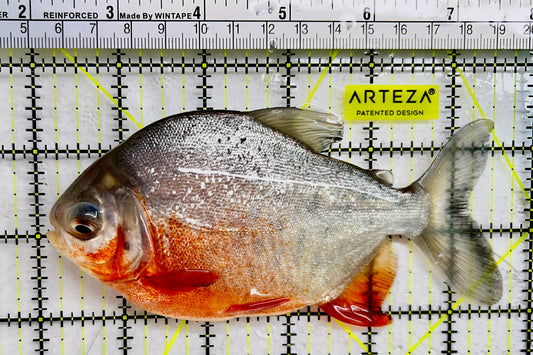 Red Belly Pacu RBP072303 WYSIWYG Size: ML 6.5" approx