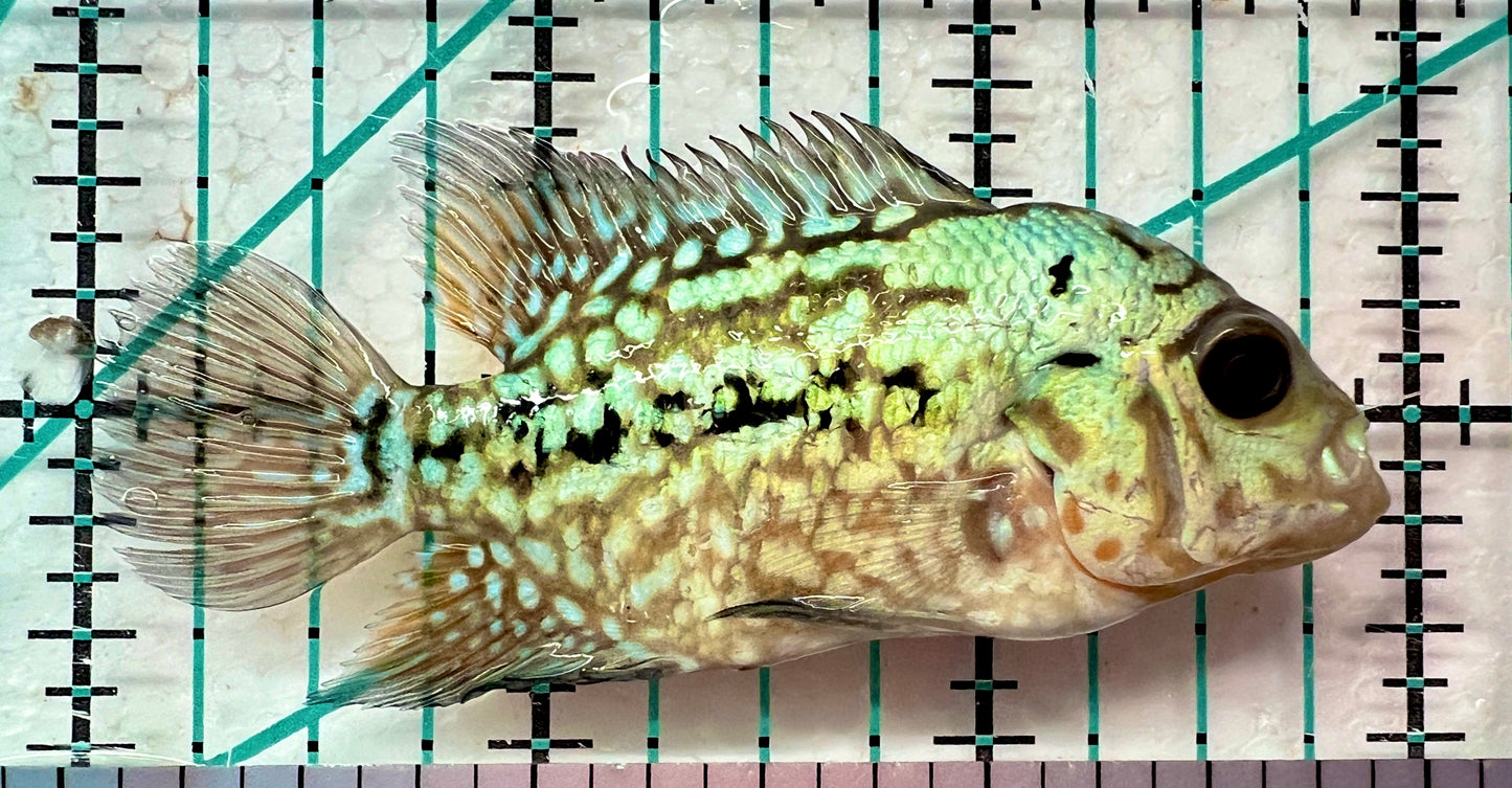 King Kamfa Flowerhorn Cichlid KKFC062101 WYSIWYG Size: S 2.75" approx