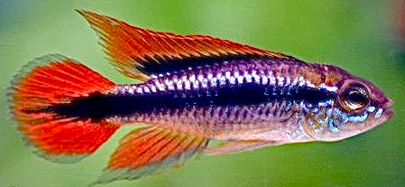 Flame Apistogramma [Double Red]