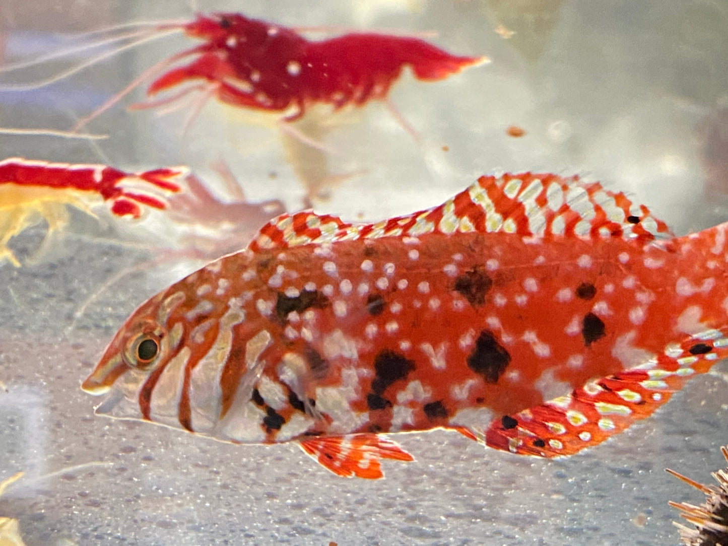 Female Mauritius Jewel Leopard Wrasse (Rare) Size: Tiny 1" or Below