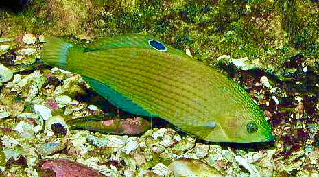 Dusky Wrasse - Violet Aquarium