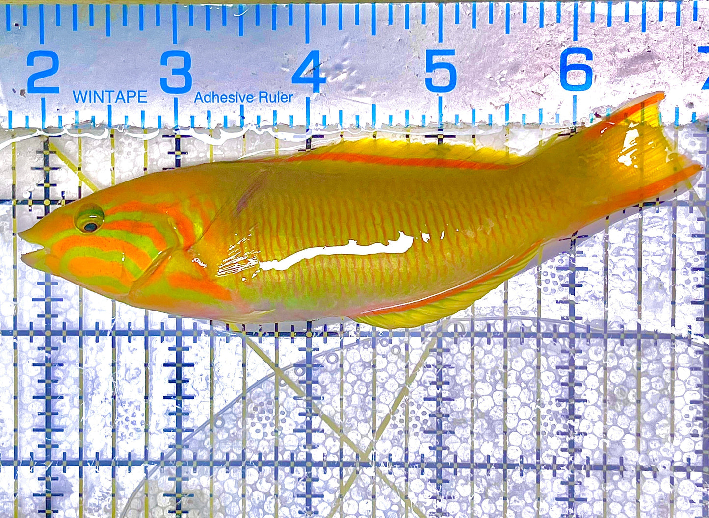 Yellow Banana Wrasse Size: L 5" to 6"