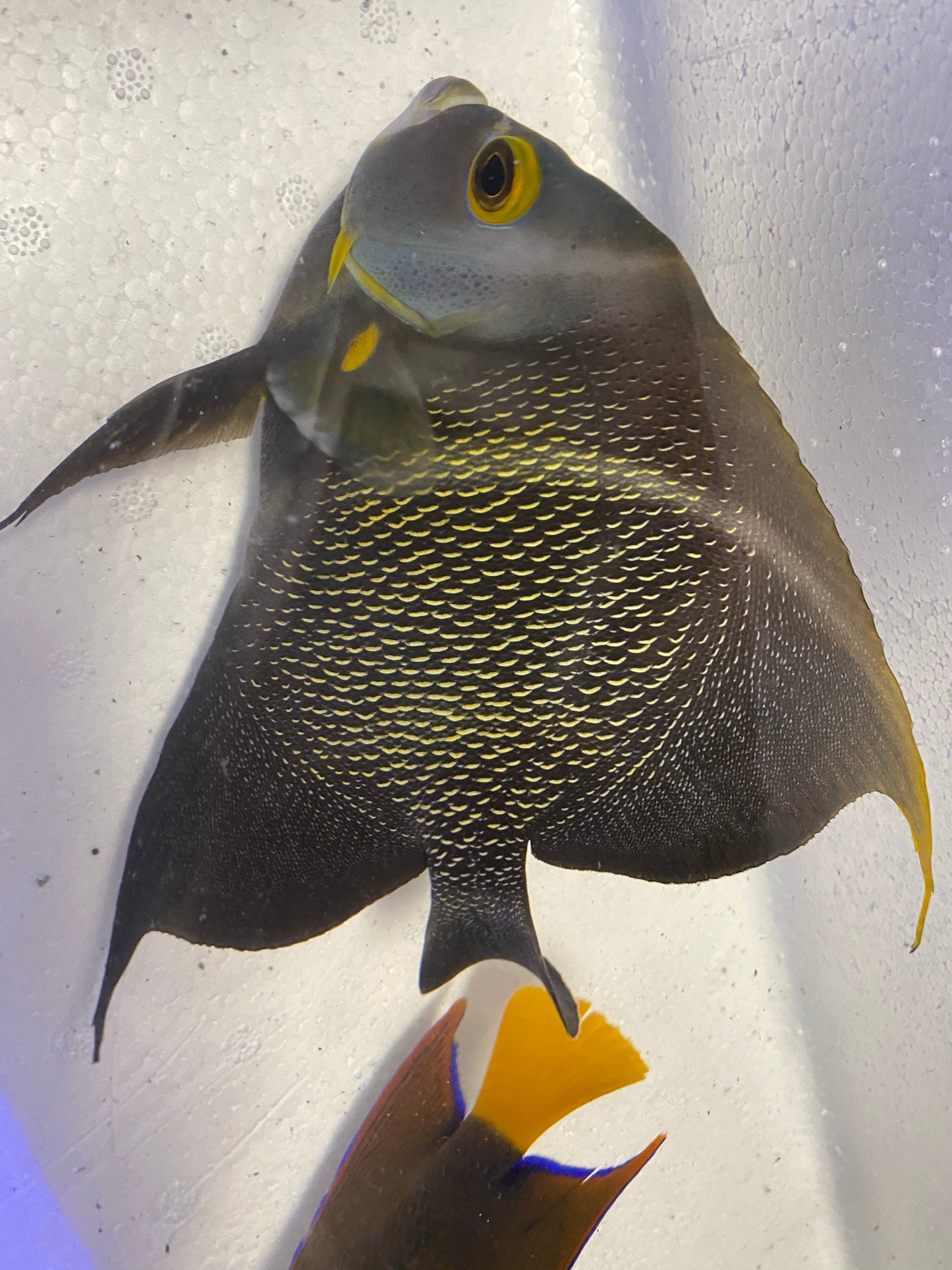 French Angelfish - Violet Aquarium