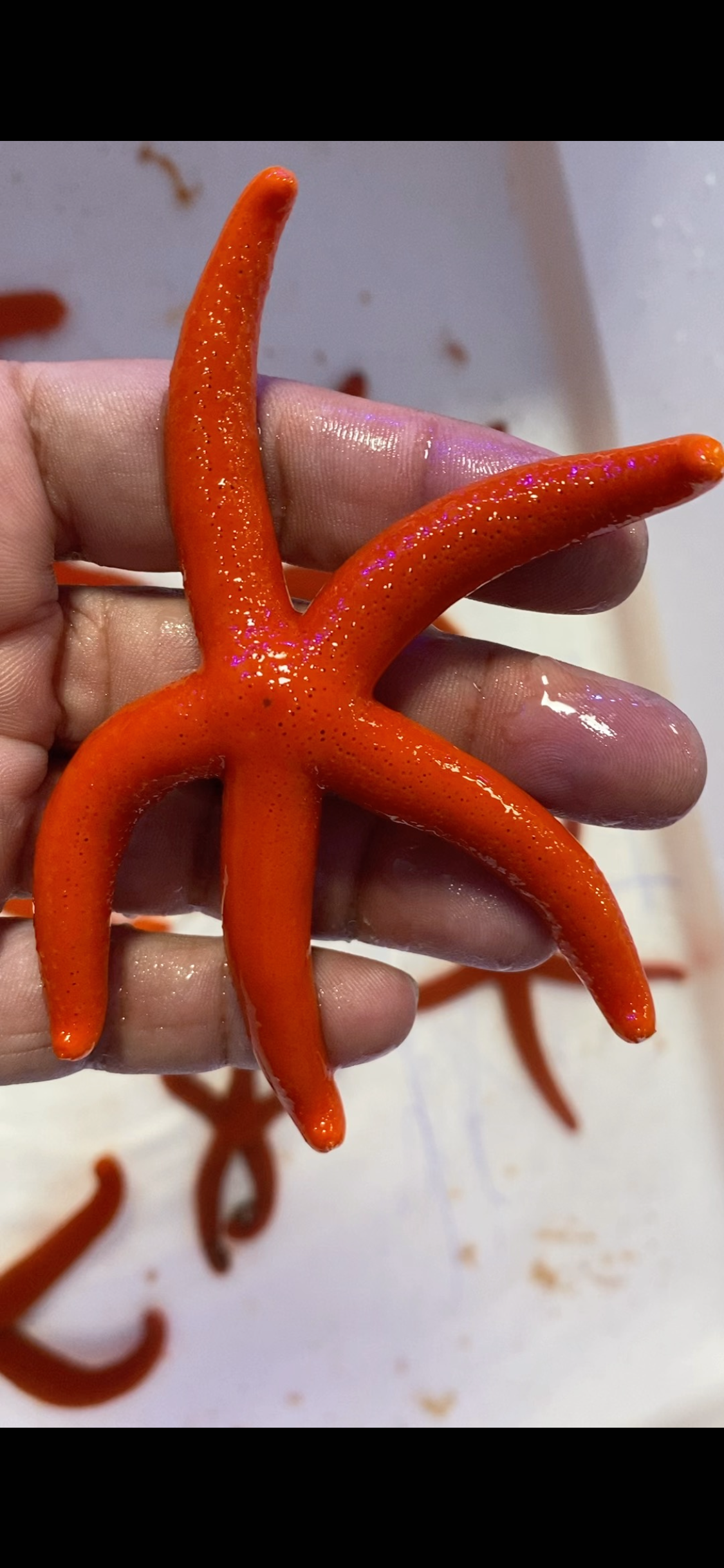 Red Orange Linckia Starfish A grade (Maldives) Size: XL 6" and Above