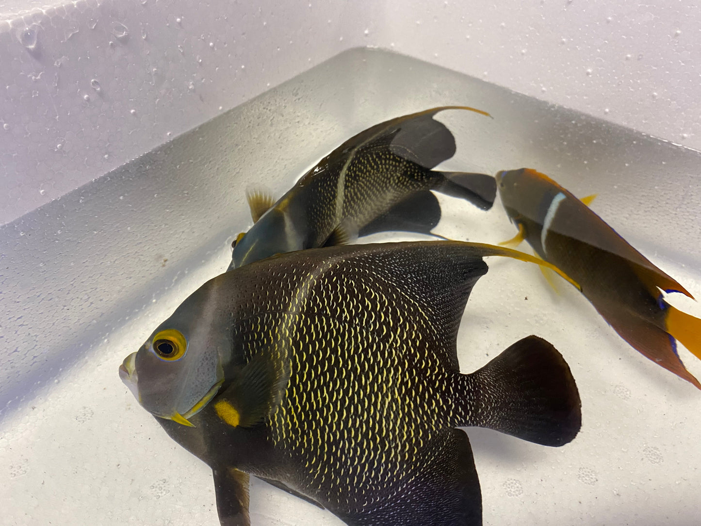 French Angelfish - Violet Aquarium