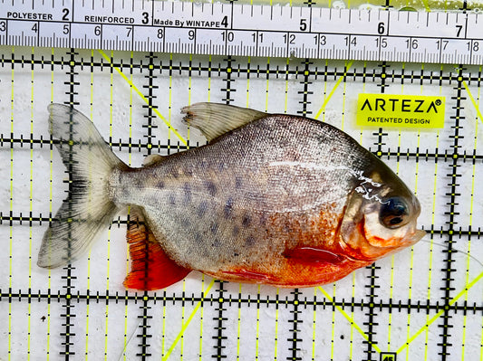 Red Belly Pacu RBP072302 WYSIWYG Size: ML 5" approx