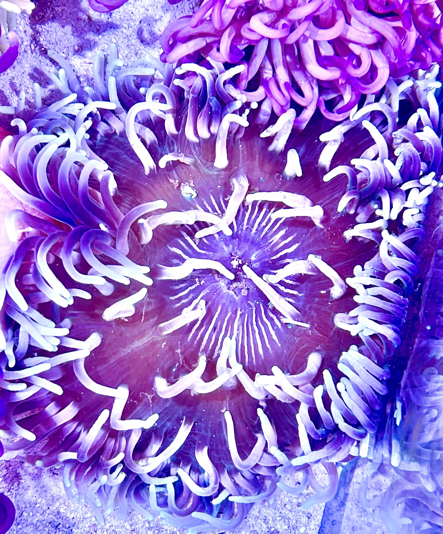 Long Tentacle Anemone Size ML: 5" to 7 "