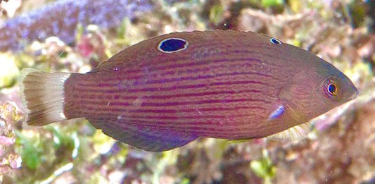 Dusky Wrasse - Violet Aquarium