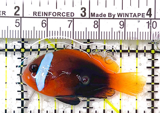 Cinnamon Clownfish CC100301 WYSIWYG Size: ML 2" approx