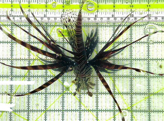 Black Volitan Lionfish BVL100301 WYSIWYG Size: XXXL/Show 9" approx