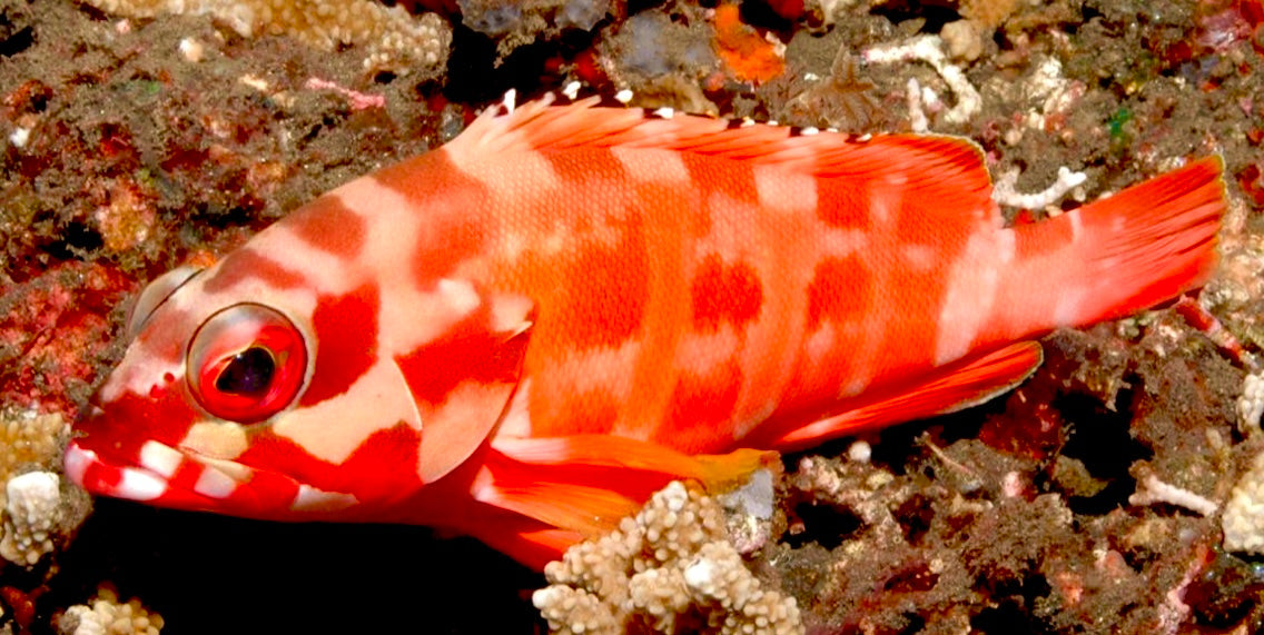 Black Tip Grouper Size: L 5" to 7"