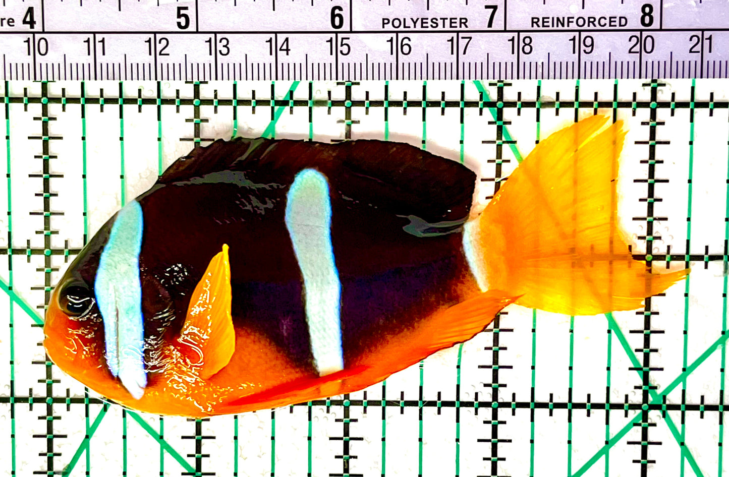 Red Sea Oman Clarkii Clownfish Size: T 0.5" to 1" Grade A