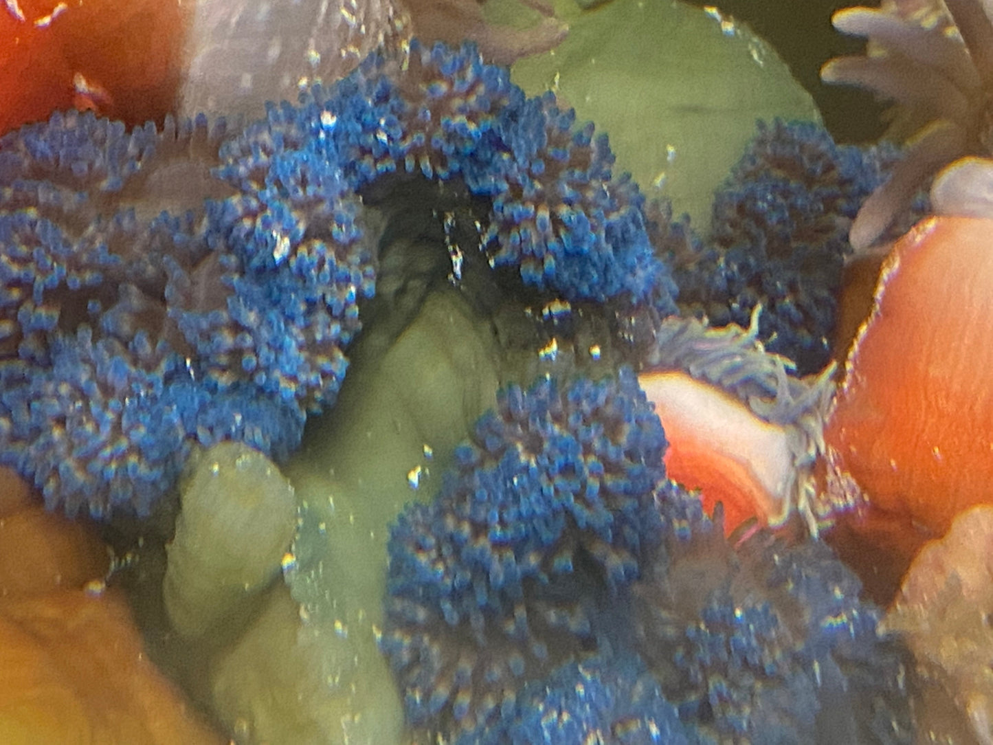 Blue Carpet Anemone Size L 4" to 5"